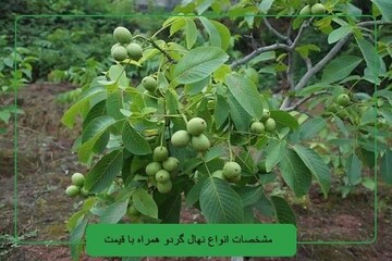 قیمت نهال گردو ایرانی و خارجی در زمستان