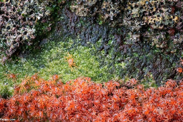 تصاویر | مهاجرت شگفت‌انگیز بچه خرچنگ‌های تازه متولد شده