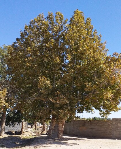 درخت چنار کهنسال قنات قصبه گناباد در فهرست میراث طبیعی ملی ثبت شد