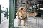 ببینید | جزئیات جدید از مرگ دلخراش نگهبان باغ وحش اراک در پی حمله شیر