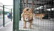 جزییات فرار دو شیر از قفس باغ‌وحش اراک