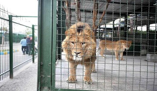 احتمال «مرگ آرام» برای یک شیر در باغ وحش ارم