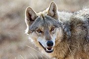 حمله گرگ‌های گرسنه به دو زن در خلخال/ عکس