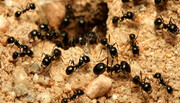 ببینید | حرکت چرخشی عجیب مورچه‌ها دور یک سنگ!