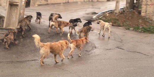 جولان ۴۰۰ هزار سگ ولگرد در تهران خبرآنلاین