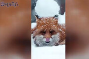 ببینید | تصاویری حیرت‌انگیز و تماشایی از یک روباه زیبا زیر بارش برف