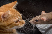 ببینید | حمله عجیب اما شجاعانه یک موش به گربه کنجکاو