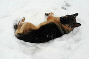 ببینید | برف‌بازی جالب و بامزه یک سگ
