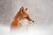 ببینید | ویدیویی منحصربفرد از لحظه شکار برق‌آسای یک روباه در میان برف