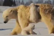 ببینید | بازی خنده‌دار توله خرس‌های قطبی با مادرشان میان برف‌ها