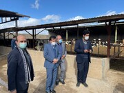افتتاح طرح پرواربندی گوساله ۱۰۰راسی در سلسله