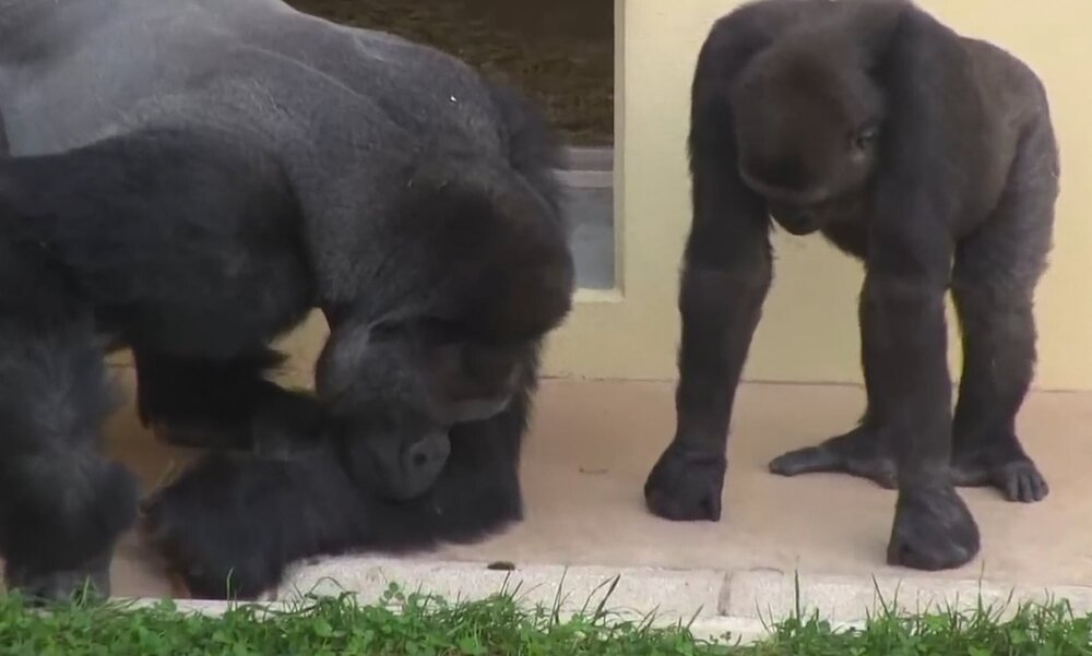 ببینید | واکنش عجیب و حیرت‌انگیز دو گوریل به حرکات یک حشره!