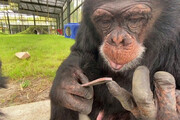 ببینید | لحظه جالب ناخن گرفتن با دقت یک شامپانزه