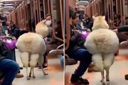 ببینید |  گشت‌وگذار بامزه و خنده‌دار یک لاما در متروی مسکو