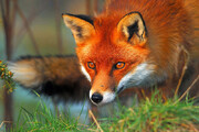 ببینید | ویدیویی جدید از یک روباه زیبا در طبیعت مشهد