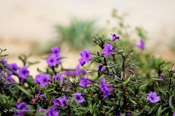 زمستان به رنگ بهار در جزیره کیش