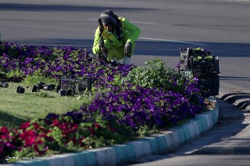 زمستان به رنگ بهار در جزیره کیش