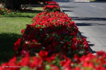زمستان به رنگ بهار در جزیره کیش