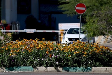 زمستان به رنگ بهار در جزیره کیش