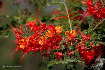 زمستان به رنگ بهار در جزیره کیش