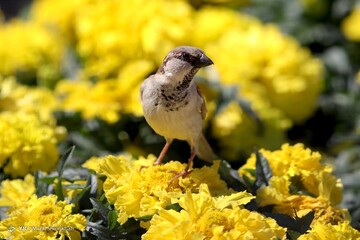 زمستان به رنگ بهار در جزیره کیش