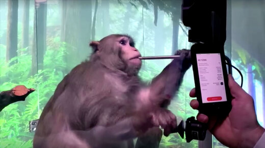اعتراض فعالان حقوق حیوانات؛ ایلان ماسک میمونها را شکنجه کرده است