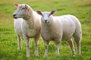 ببینید | مدیریت جالب گوسفندان توسط یک سگ