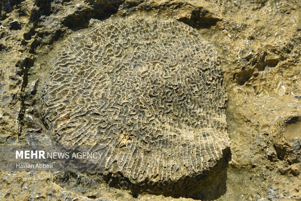 سواحل جزیره لاوان