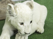ببینید | تولد یک توله شیر سفید در باغ وحش دزفول