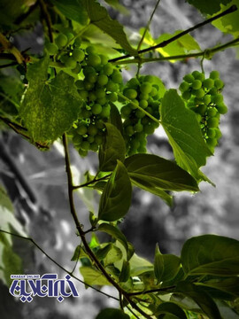 قلعه رودخان کجاست؟