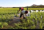 ببینید | برنج‌کاری روی آب در چین