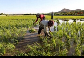 ممنوعیت کشت محصولات پرآب‌بر در خوزستان در تابستان آینده