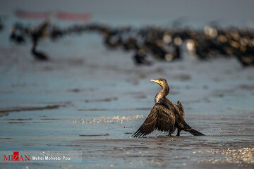 تصاویر | قتل عام پرندگان مهاجر در آشوراده