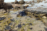 ببینید | لکه های نفتی، ساحل بوشهر را آلوده کرد