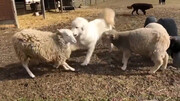 ببینید | دفاع یک سگ گله از گوسفند مظلوم؛ حل فوری منازعه