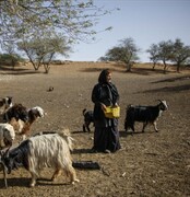 خسارت سه هزار میلیاردی خشکسالی به عشایر یزد