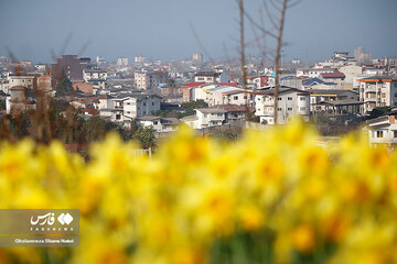 تصاویر | برداشت گل نرگس در چالوس