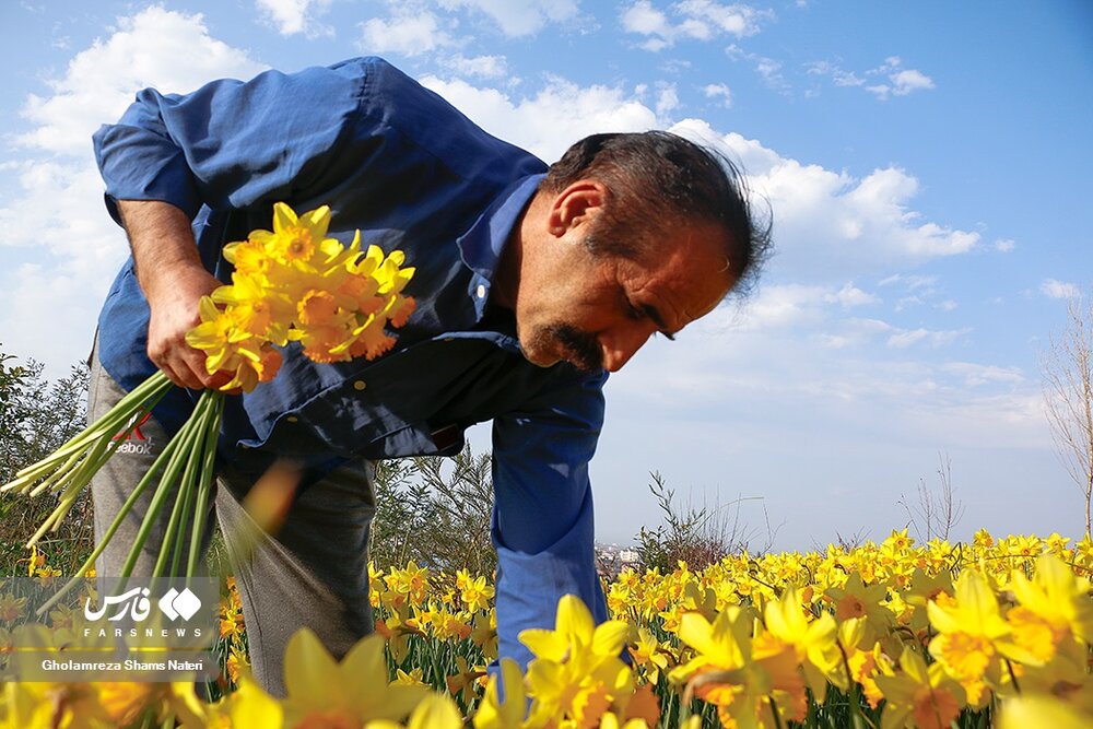 برداشت گل نرگس در چالوس