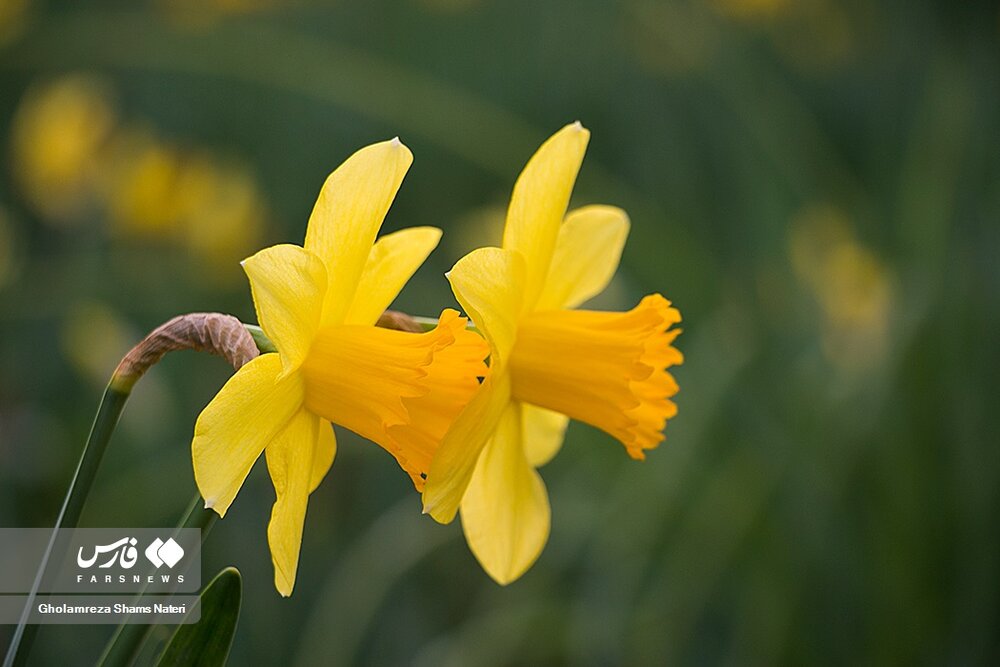 برداشت گل نرگس در چالوس