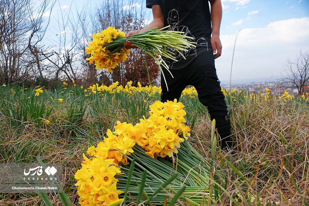 برداشت گل نرگس در چالوس