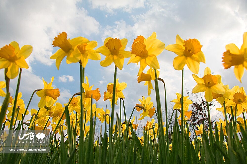 برداشت گل نرگس در چالوس