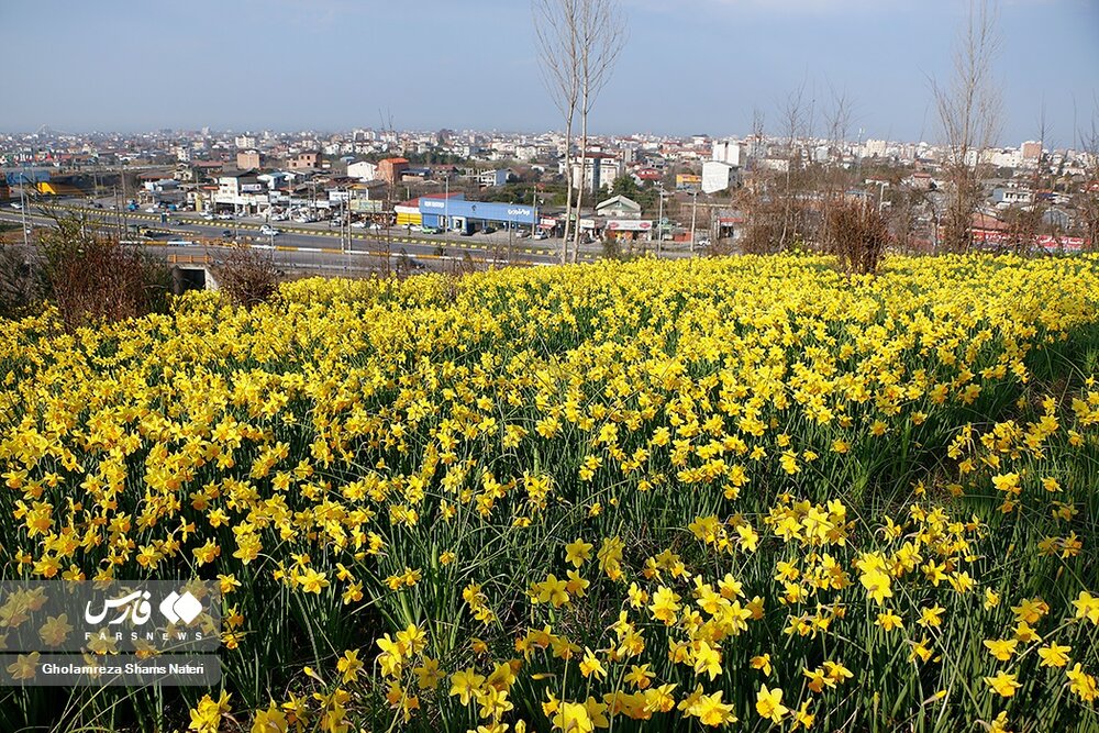 برداشت گل نرگس در چالوس