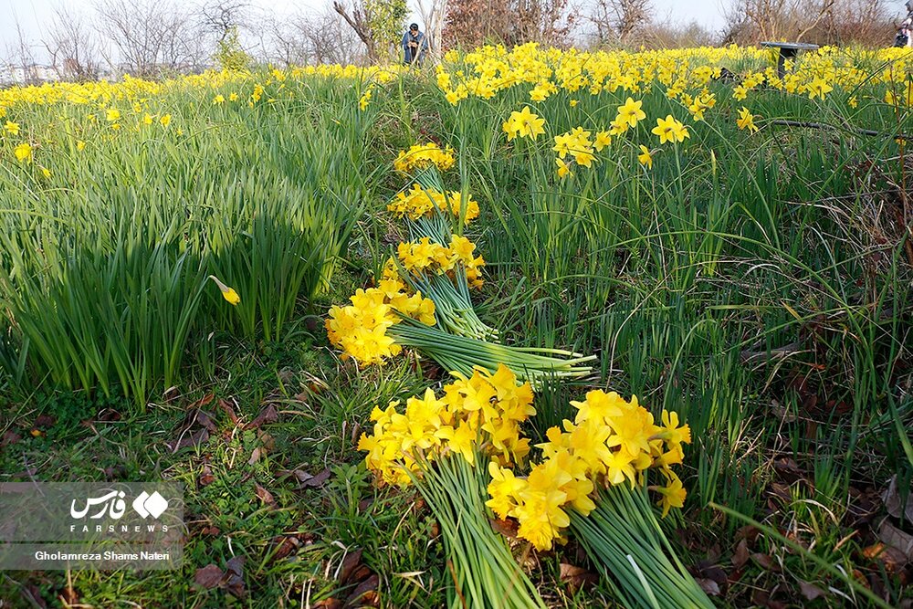 برداشت گل نرگس در چالوس
