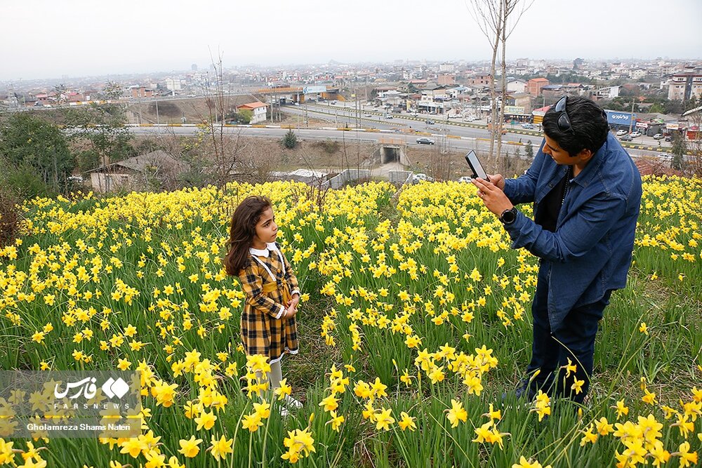 برداشت گل نرگس در چالوس