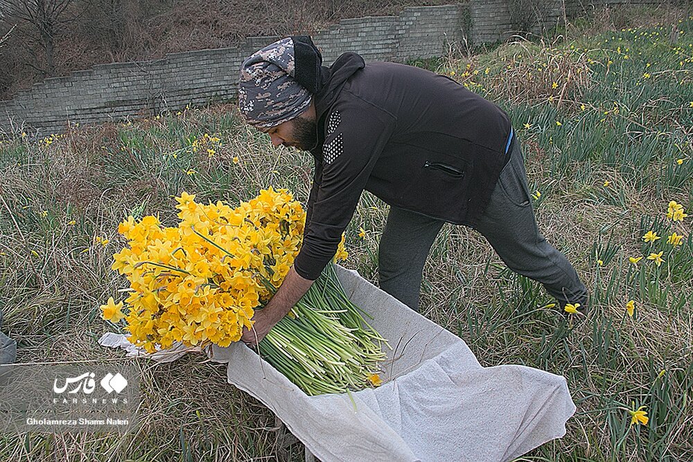 برداشت گل نرگس در چالوس
