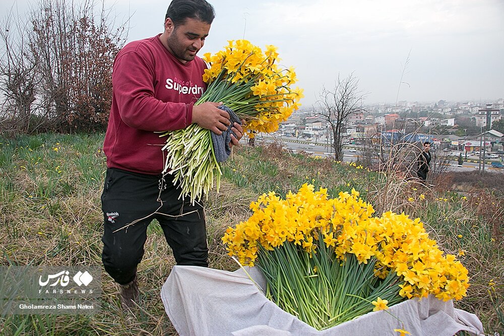 برداشت گل نرگس در چالوس