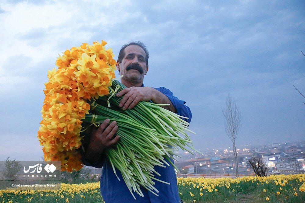 برداشت گل نرگس در چالوس