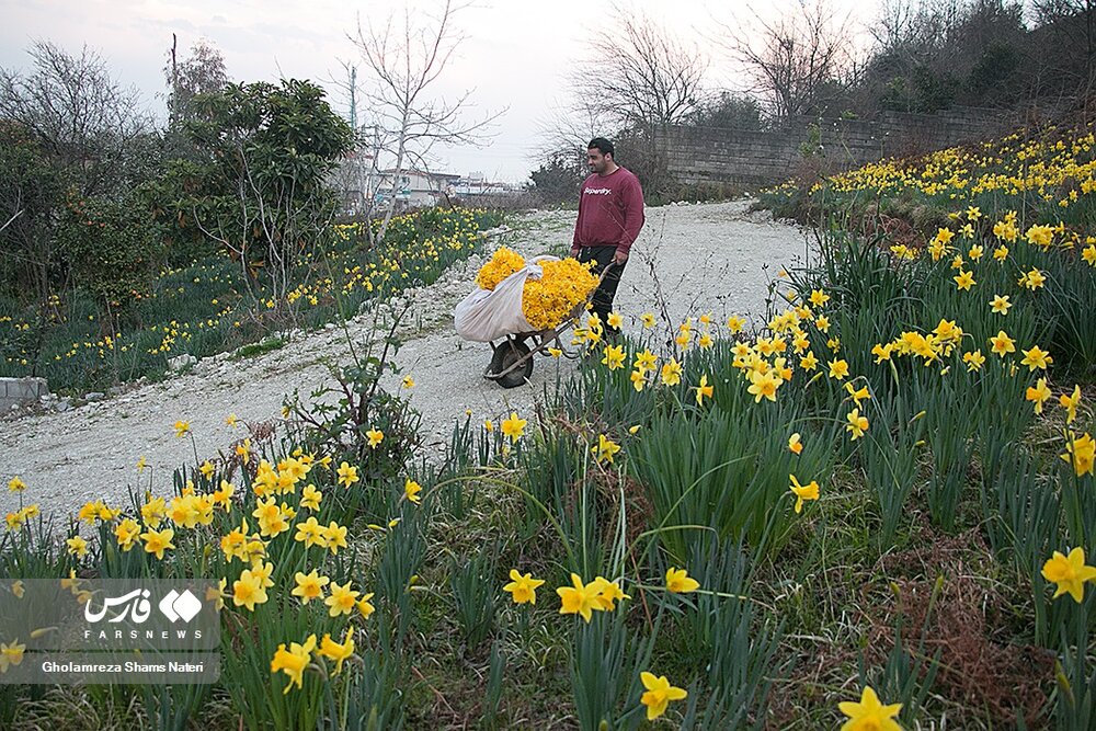 برداشت گل نرگس در چالوس