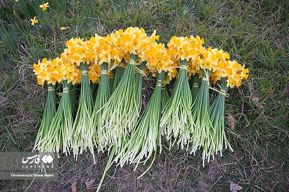 برداشت گل نرگس در چالوس