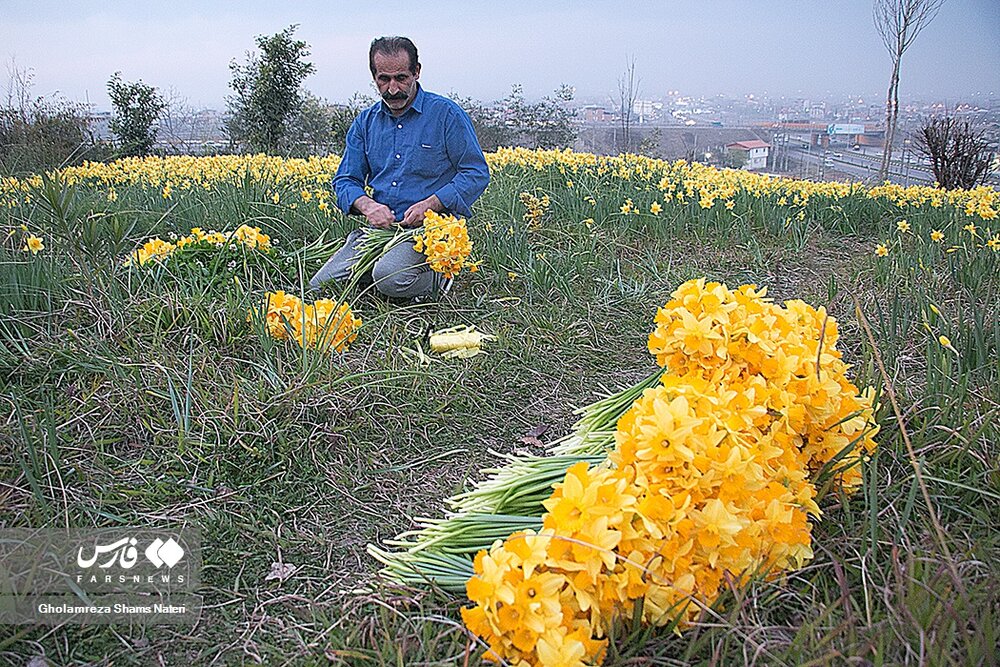 برداشت گل نرگس در چالوس